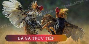 đá gà trực tiếp