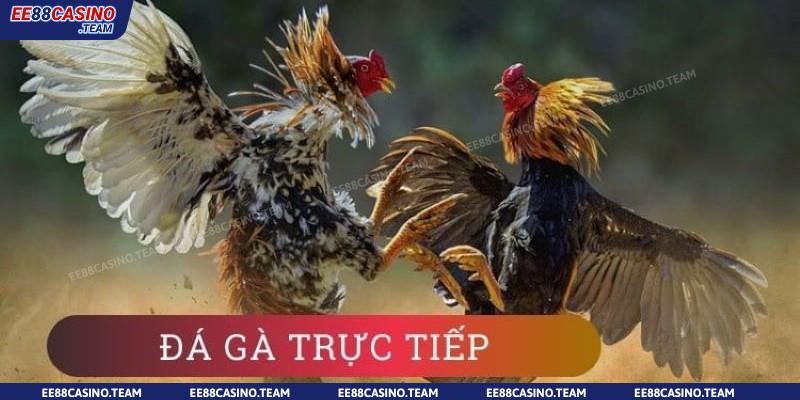 đá gà trực tiếp