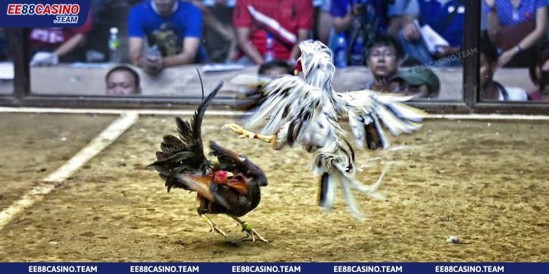 Thế nào là sàn đấu gà Thomo?